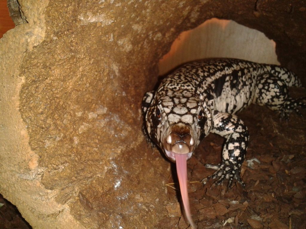 Most Expensive lizard in your collection Page 3 Reptile Forums