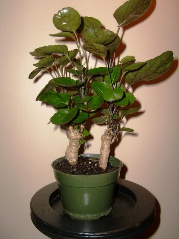 House Plants Identification Pictures tropical house plants identification. tropical. diy home plans House Plants Identification Pictures tropical house plants identification. tropical. diy home plans