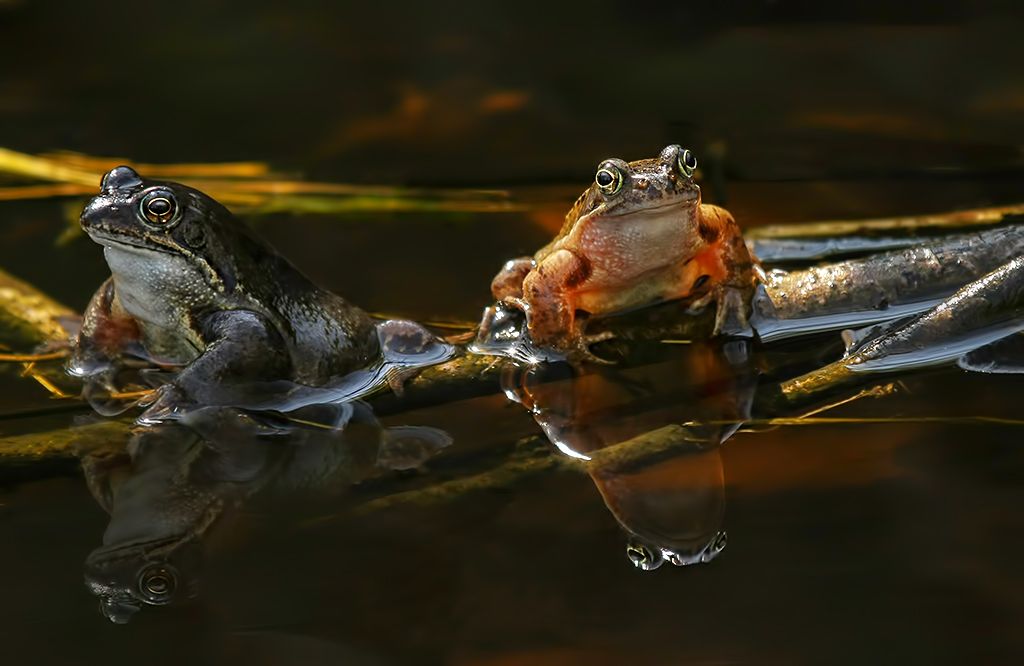 Fotografie