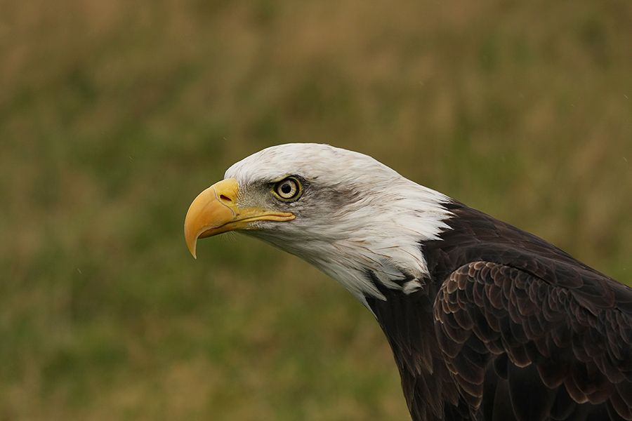 Fotografie