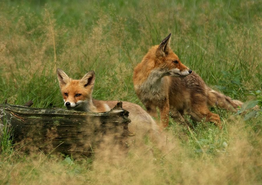 Fotografie