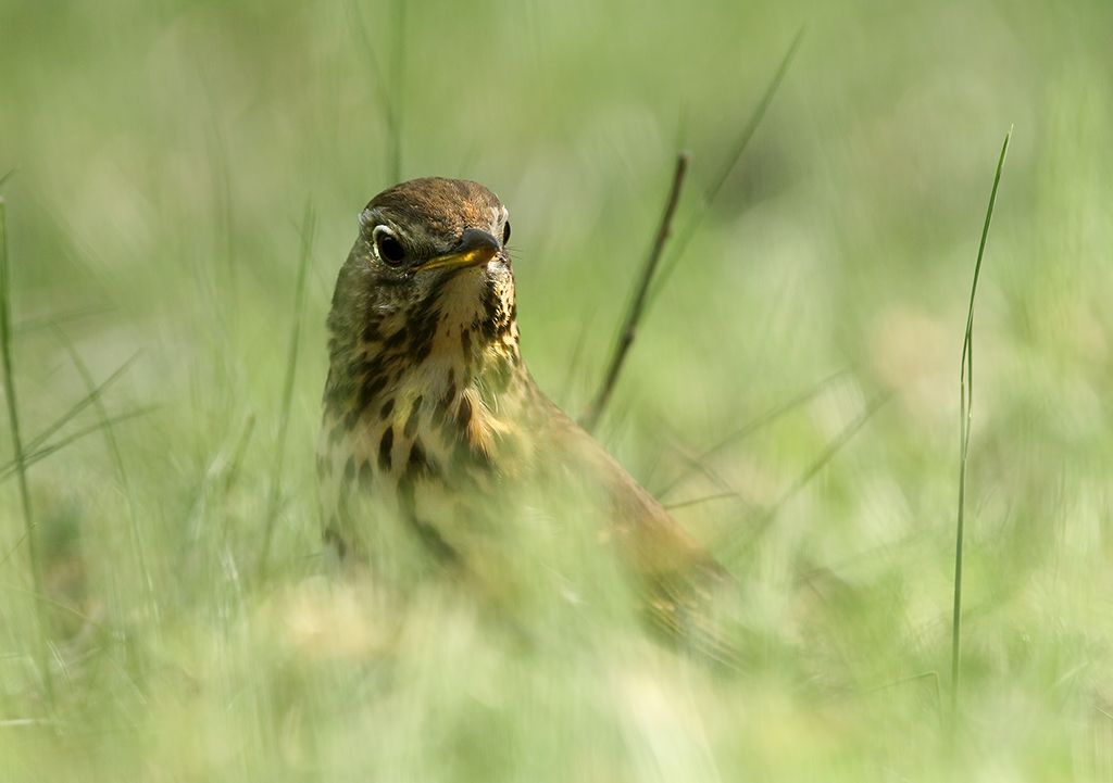 Fotografie
