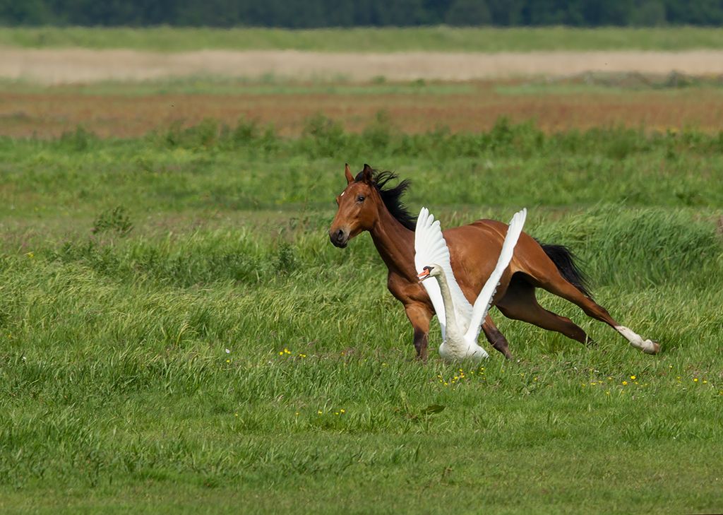 Fotografie