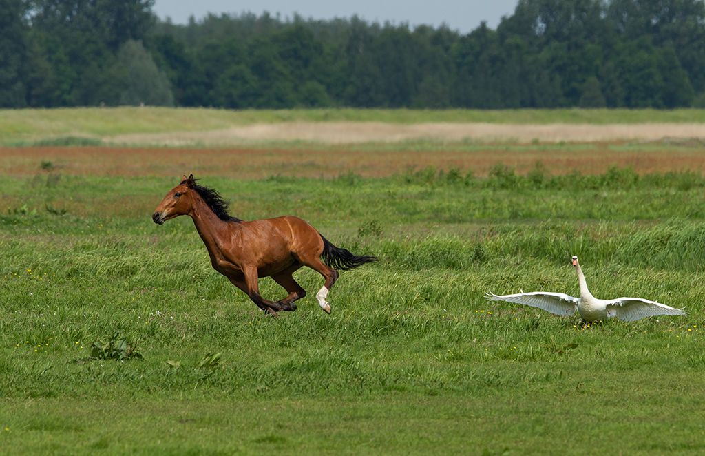 Fotografie