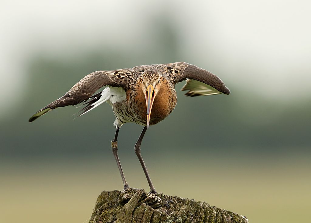 Fotografie
