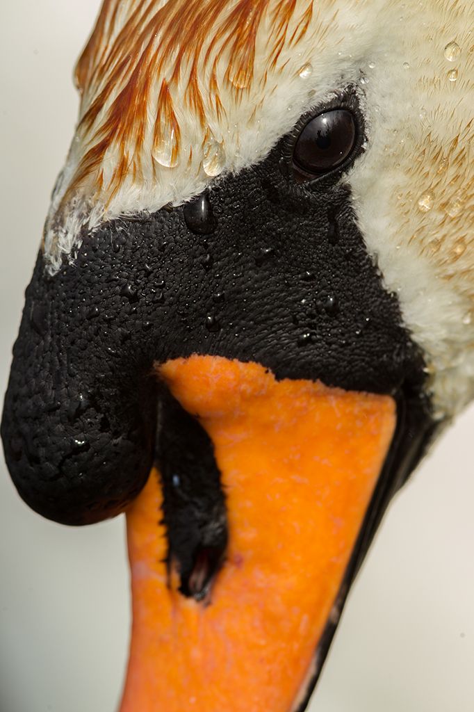 Fotografie