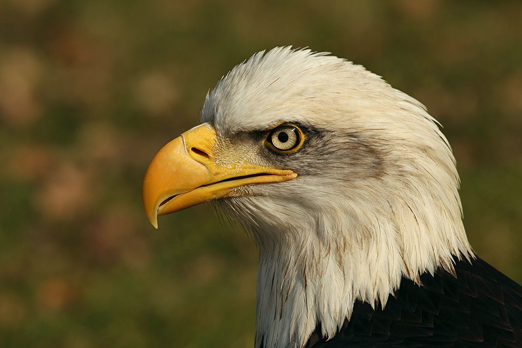 Fotografie