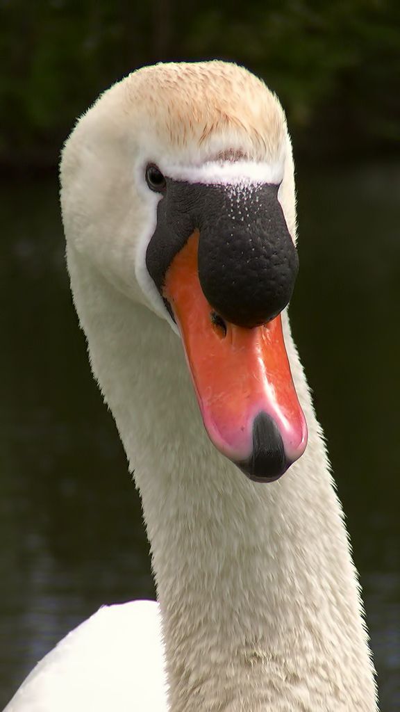 Fotografie