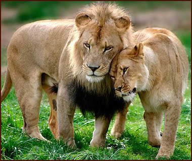 lions_cuddle.jpg
