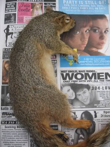 Squirrel-befoire-cleaning.jpg