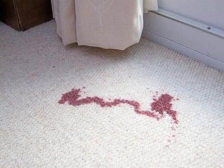 jimmys-stain-on-the-rug.jpg