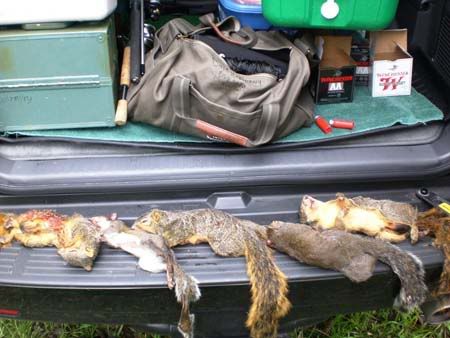 squirrels-on-tail-gate.jpg