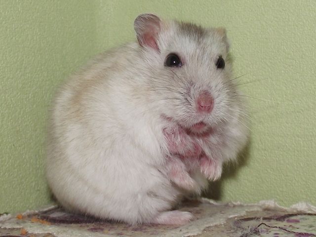 Afbeelding