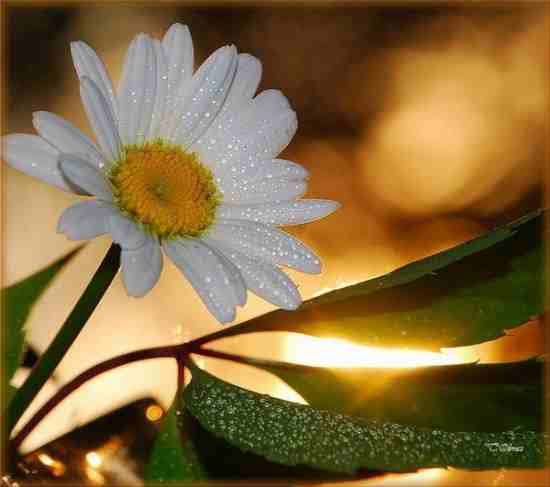 daisy flower Pictures, Images and Photos