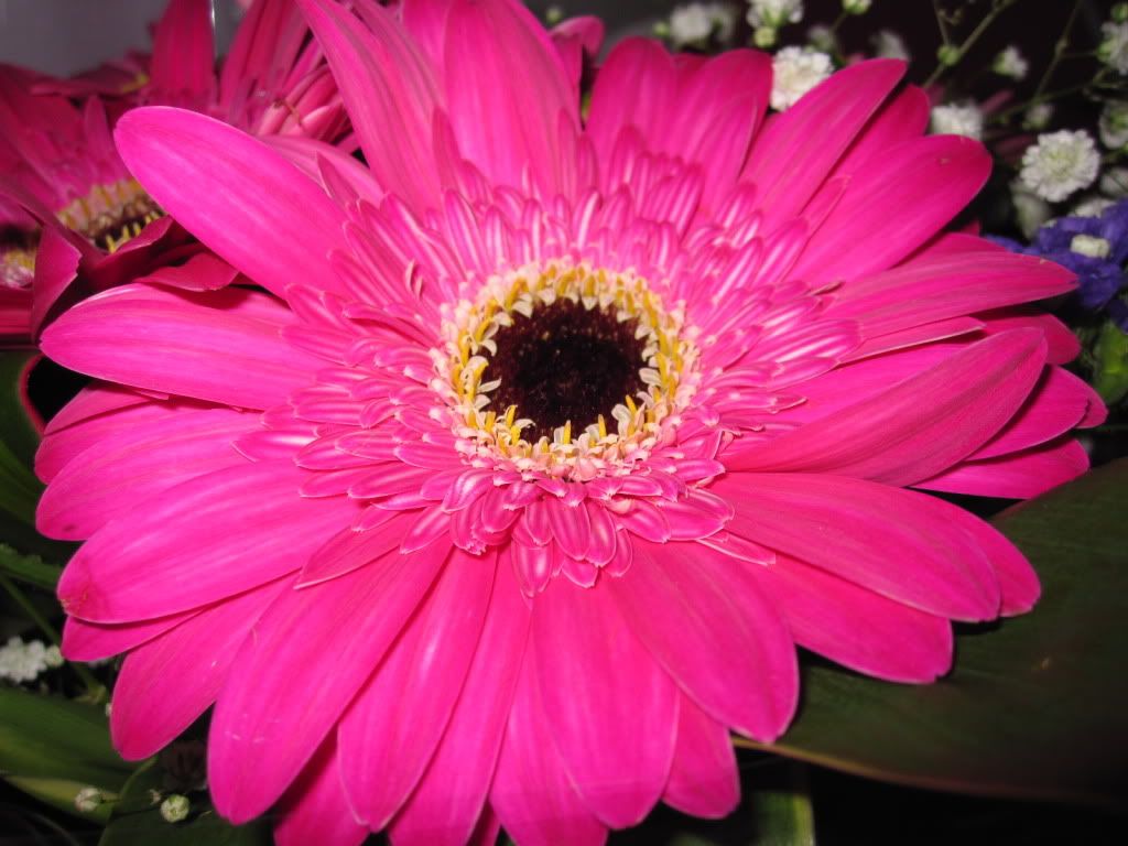 hot pink gerbera