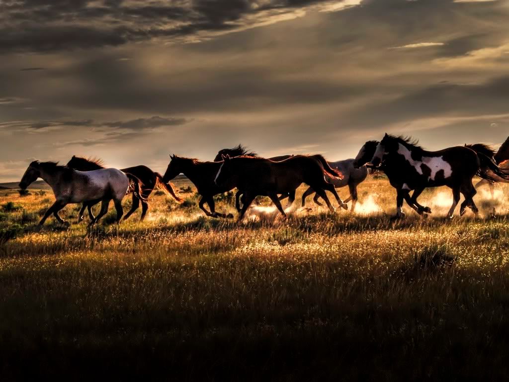 Wildhorses.jpg wild horses image by BerryMary135