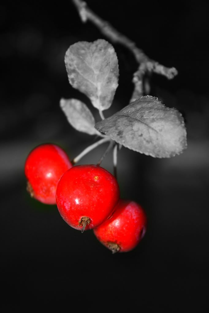 fall berries