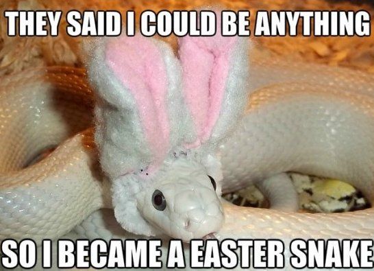  photo -Funny-Easter-Snake-MEME-Jokes-2014_zpslmnpcpki.jpg
