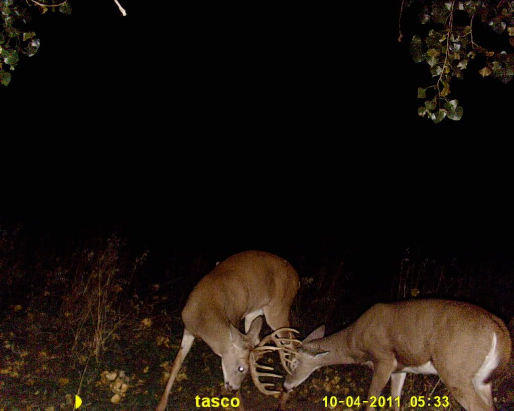 09-14-11-trail-cam-troy003.jpg