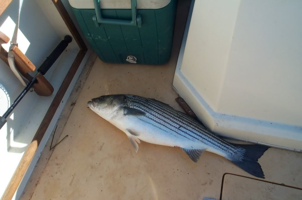 fish002.jpg