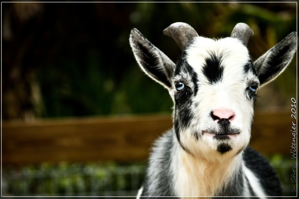 IMAGE: http://i947.photobucket.com/albums/ad320/skirrby/Goat.jpg