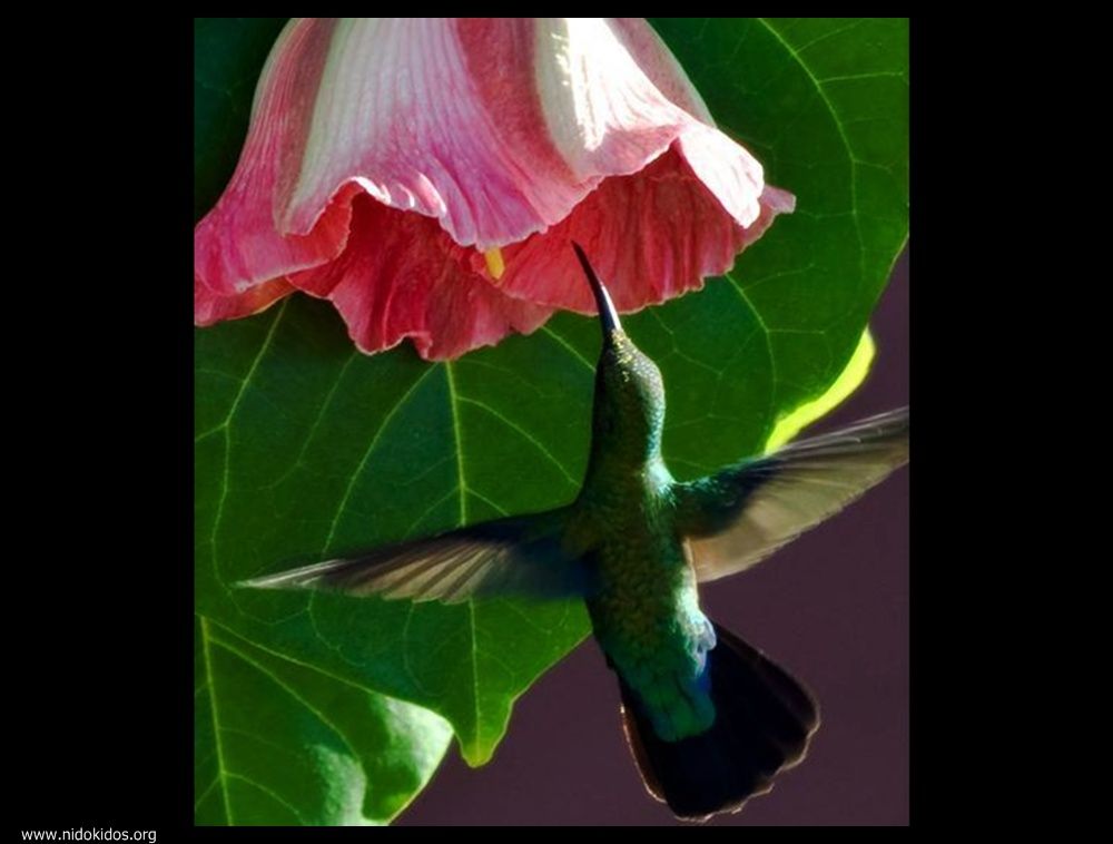  ::http://es.groups.yahoo.com/group/jajachistes/:: 