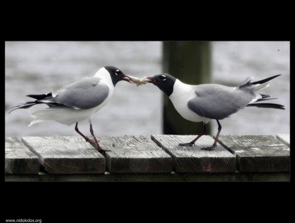  ::http://es.groups.yahoo.com/group/jajachistes/:: 