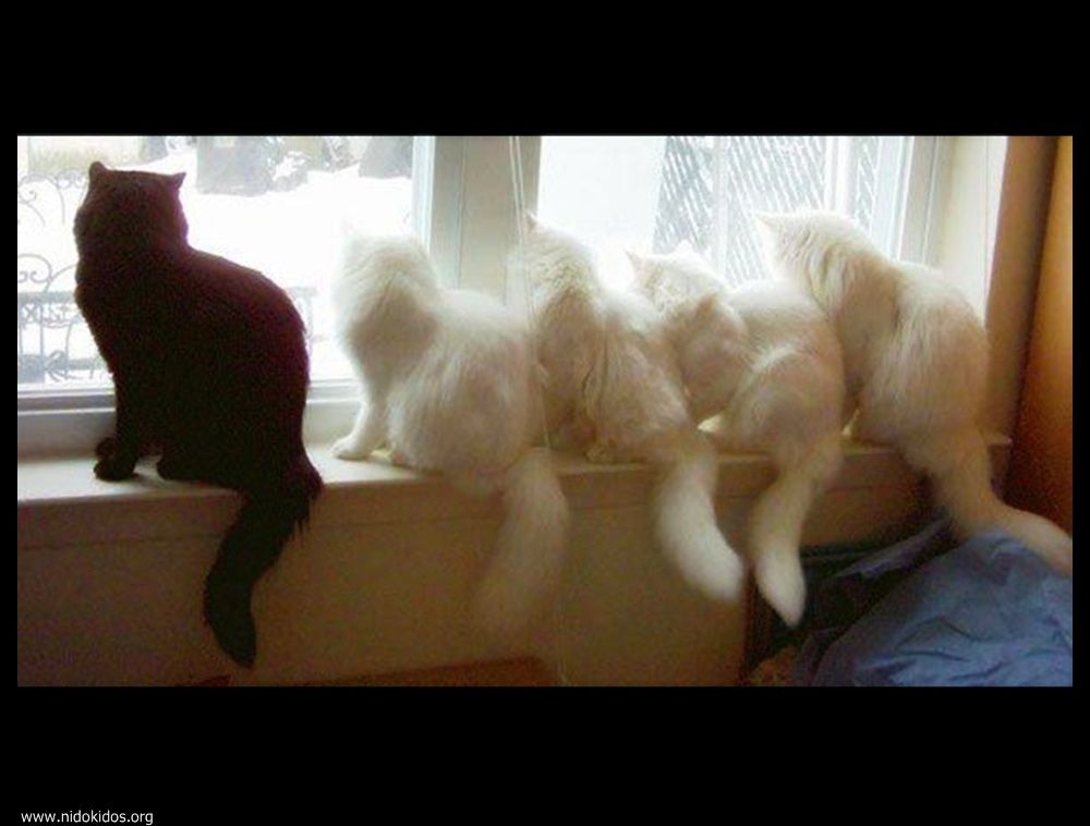  ::http://es.groups.yahoo.com/group/jajachistes/:: 