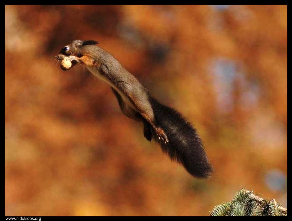  ::http://es.groups.yahoo.com/group/jajachistes/:: 