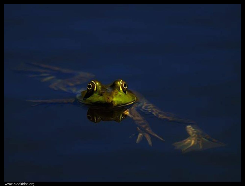  ::http://es.groups.yahoo.com/group/jajachistes/:: 