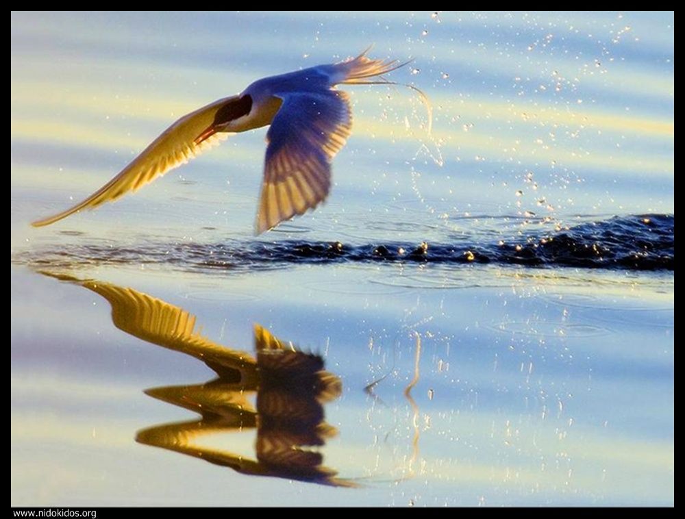  ::http://es.groups.yahoo.com/group/jajachistes/:: 