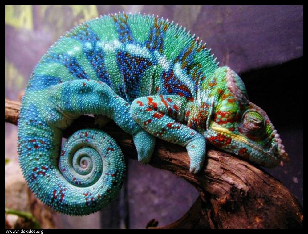  ::http://es.groups.yahoo.com/group/jajachistes/:: 