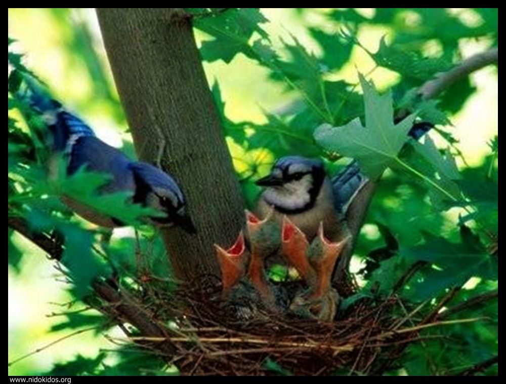  ::http://es.groups.yahoo.com/group/jajachistes/:: 