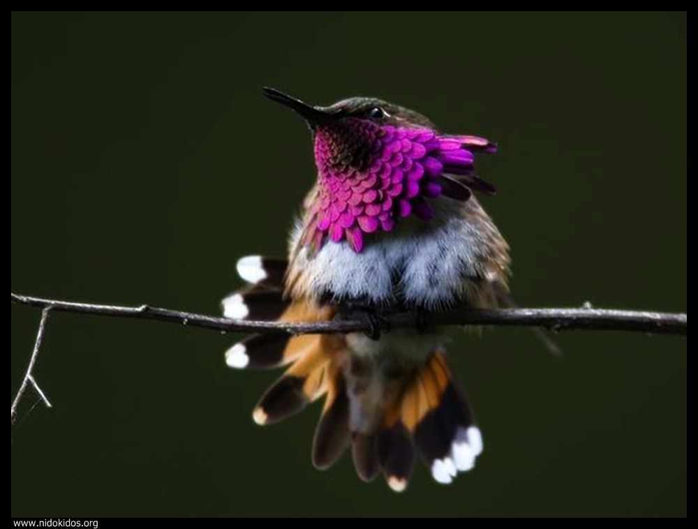  ::http://es.groups.yahoo.com/group/jajachistes/:: 