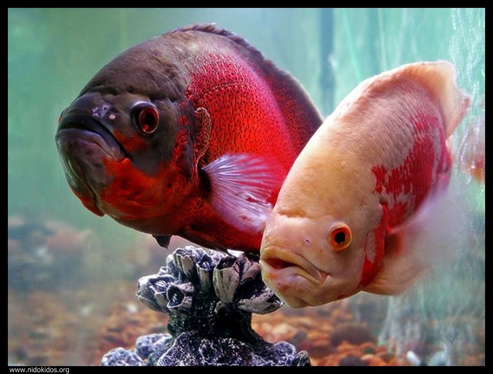  ::http://es.groups.yahoo.com/group/jajachistes/:: 