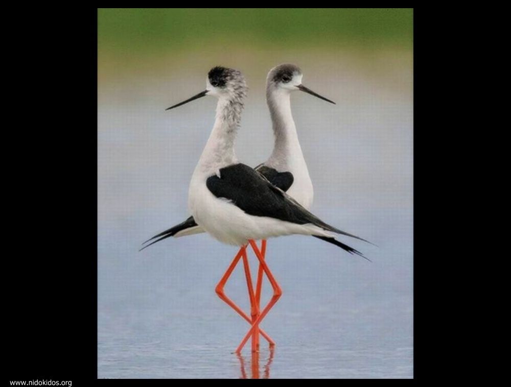  ::http://es.groups.yahoo.com/group/jajachistes/:: 