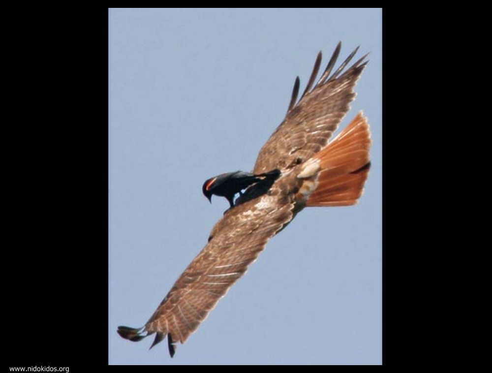  ::http://es.groups.yahoo.com/group/jajachistes/:: 