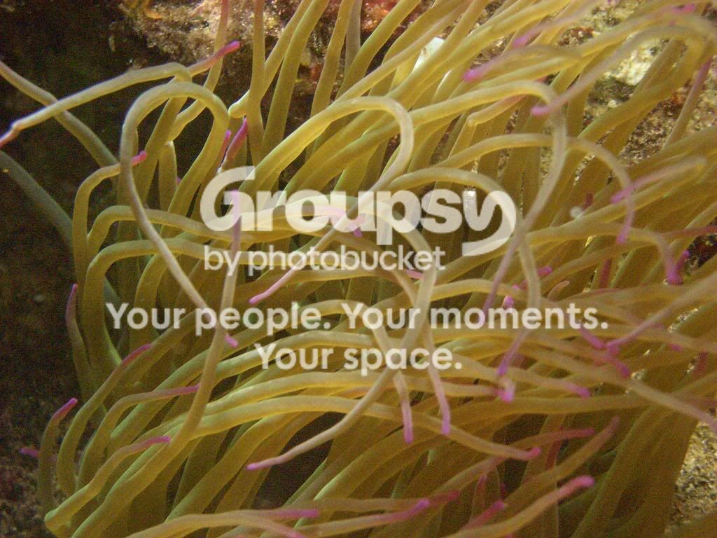 [TodoMarino.com] fotos de buceo