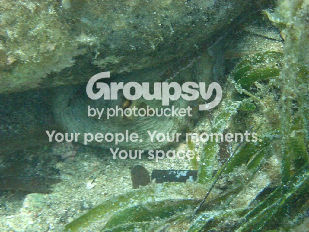 [TodoMarino.com] fotos de buceo
