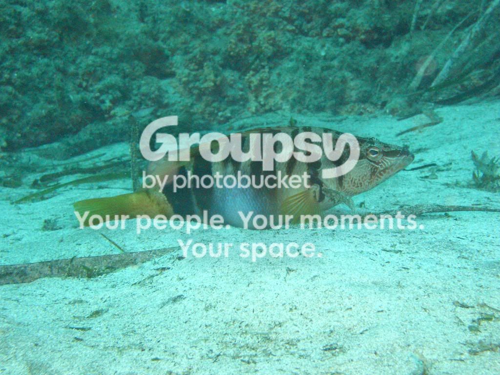 [TodoMarino.com] fotos de buceo