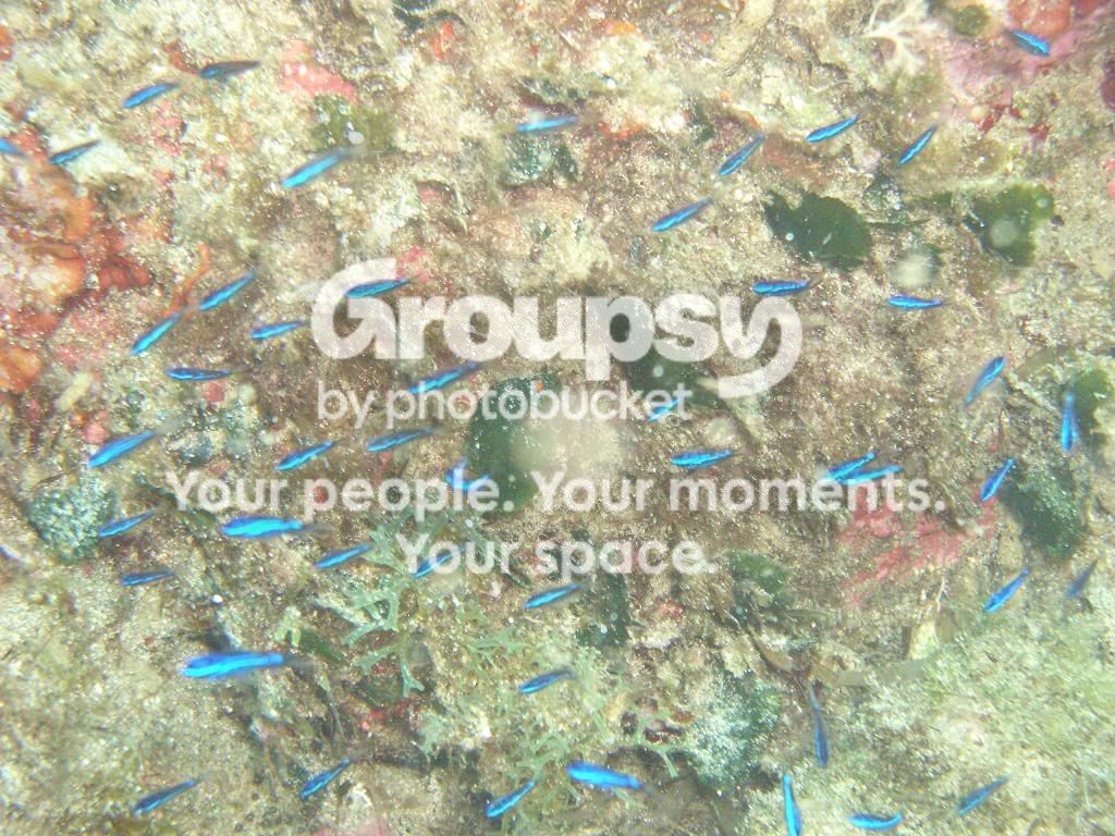 [TodoMarino.com] fotos de buceo