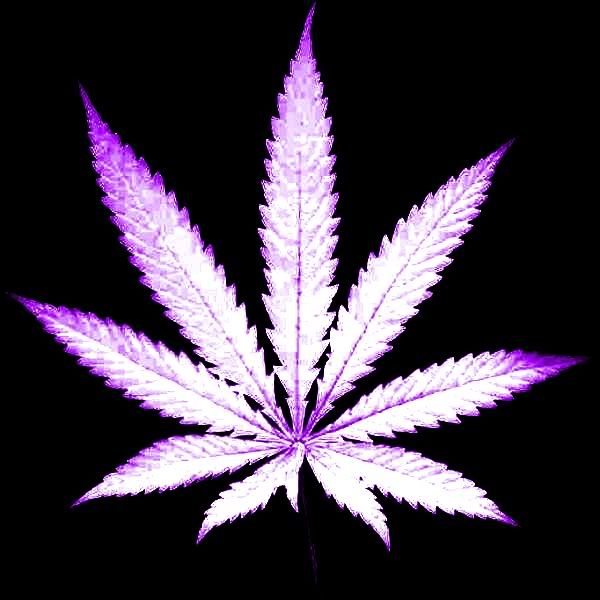 White Amp Purple Pot Leaf Graphics, Pictures, & Images for Myspace Layouts